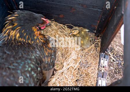 dh FARMING Royaume-Uni couvaison de poule s'occuper des poules de caneton éclos coop canetings poulet mère Banque D'Images