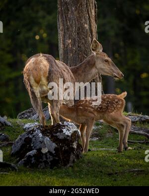Bébé Deer Bambi dans la forêt pendant l'été Banque D'Images