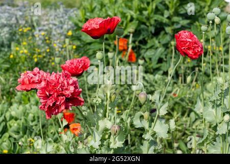 Double rose papaver somniferum / fleurs de pavot à opium en fleur juin 2021 Royaume-Uni Banque D'Images