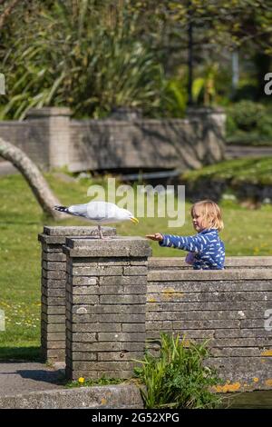 Une jeune fille tenant la main pour nourrir un Goéland argenté européen Larus argentatus dans les jardins de Trenance à Newquay en Cornouailles. Banque D'Images