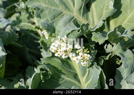 Fleurs d'été parfumées au Crambe maritima / chou vert marine en juin au Royaume-Uni Banque D'Images