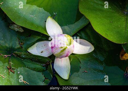 Une fleur de nénuphars. Fleur de Lotus. Fleur de nénuphars. Fleur d'eau Banque D'Images