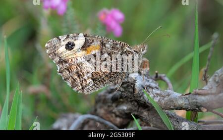 Sous-aile d'UN papillon gris, Hipparchia semele, au repos sur UNE Twig New Forest UK Banque D'Images