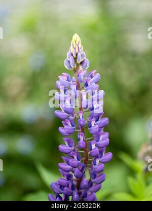 Fleurs de lupin dans le jardin. Mise au point sélective. Banque D'Images