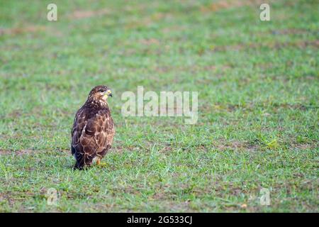 Cerf-volant (Milvus milvus) assis sur l'herbe dans un champ d'Emmental Banque D'Images