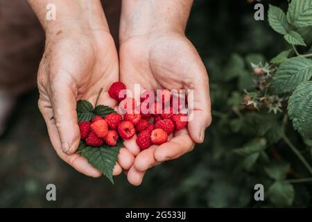 Vieilles mains de femmes portant des framboises fraîches, fraîchement cueillies dans le jardin Banque D'Images