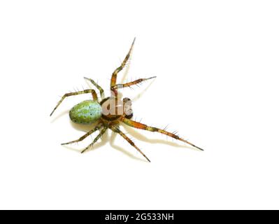 Araignée verte Araniella sp. Isolée sur fond blanc Banque D'Images