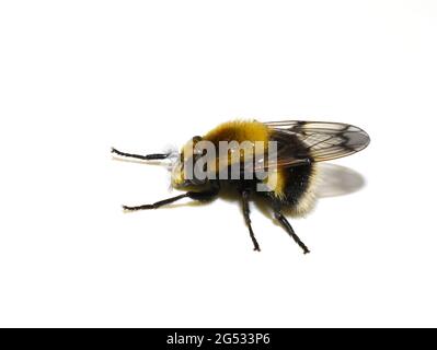 Volucella bombylans bumblebee plumehorn fourrure bumblebee-imitant planer planer var plumata isolé sur fond blanc Banque D'Images