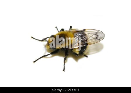 Volucella bombylans bumblebee plumehorn fourrure bumblebee-imitant planer planer var plumata isolé sur fond blanc Banque D'Images