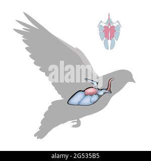 Le système respiratoire d'un oiseau. Sacs d'air et poumons Banque D'Images