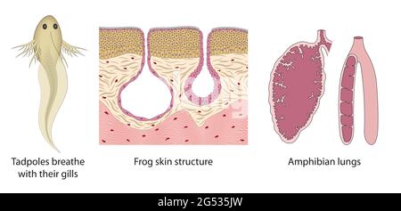 Le système respiratoire passe des têtards aux grenouilles adultes. Poumons d'amphibiens, structure de la peau de grenouille, branchies de têtards Banque D'Images