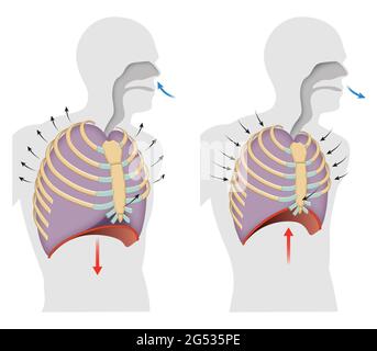 Cycle de la respiration, inspiration et expiration Banque D'Images