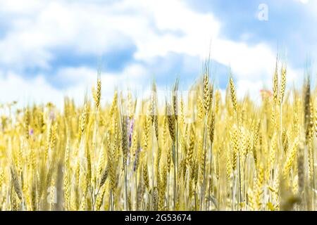 Épillets de blé mûr. Des épillets sur un champ de blé contre un ciel bleu. Concept de récolte. Banque D'Images