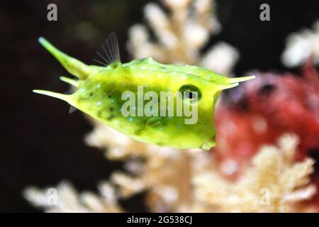 Cowfish Longhorn (Lactoria cornuta), en réservoir Banque D'Images