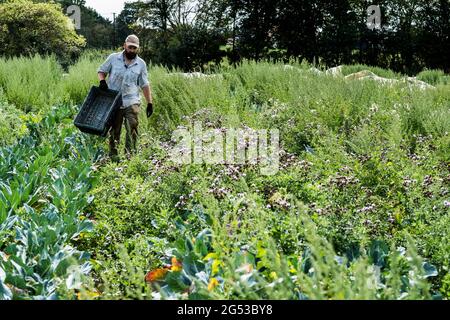 Agriculteur marchant dans un champ, portant une caisse en plastique noir. Banque D'Images