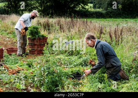 Deux fermiers dans un champ, tenant des grappes de carottes fraîchement cueillies. Banque D'Images