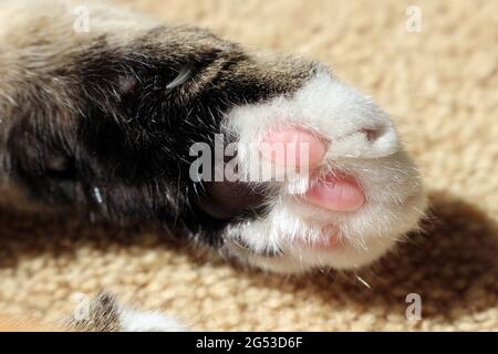 Gros plan sur le tabby et la patte blanche du chat Banque D'Images