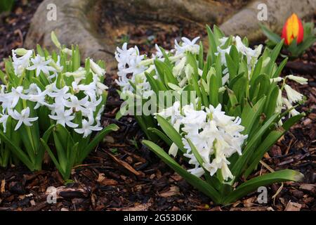 fleurs de jacinthe blanches dans le jardin Banque D'Images