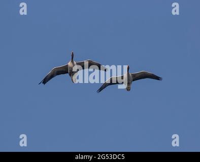 Une paire de Grénains de Graylag - Anser anser - volant directement dans les Highlands écossais, au Royaume-Uni Banque D'Images