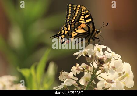 Vue sur un papillon à queue de cygne / Paprilio machaon qui recherche des fleurs sauvages, Norfolk, Grande-Bretagne Banque D'Images