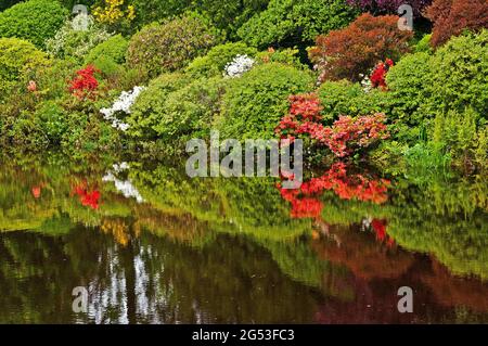 Jardins Asticou Azalea, port Nord-est, Maine Banque D'Images