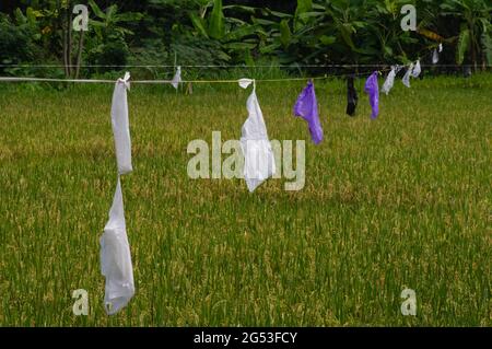 Les plastiques utilisés comme équipement traditionnel pour repousser les attaques d'oiseaux sur le champ de paddy à Yogyakarta, Indonésie Banque D'Images