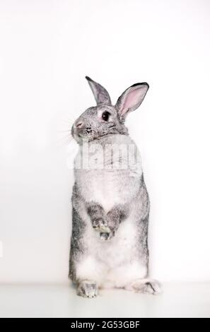 Un lapin chinchilla géant assis debout sur ses pattes arrière Banque D'Images