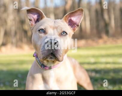 Chien mixte de race Pit Bull Terrier de couleur fauve avec de grandes oreilles Banque D'Images