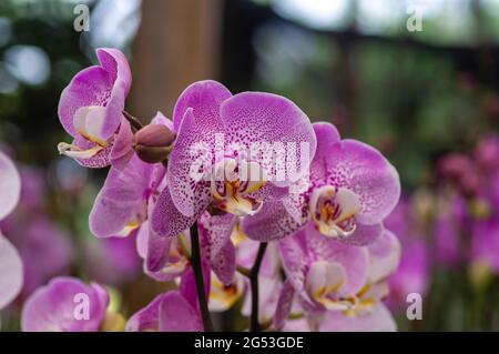 Orchidées de Moth rose Textired (Phalaenopsis amabilis), communément appelées orchidées de lune. Banque D'Images