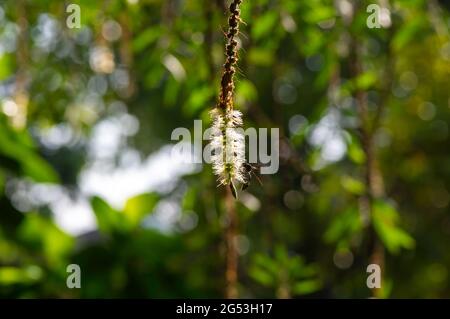 Melaleuca cajuputi fleurs et une abeille, dans un foyer peu profond, avec un arrière-plan flou de bokeh. Banque D'Images