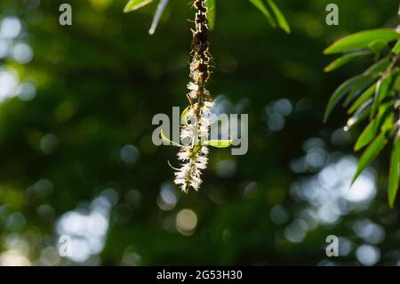 Melaleuca cajuputi fleurs et une abeille, dans un foyer peu profond, avec un arrière-plan flou de bokeh. Banque D'Images