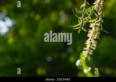 Melaleuca cajuputi fleurs et une abeille, dans un foyer peu profond, avec un arrière-plan flou de bokeh. Banque D'Images