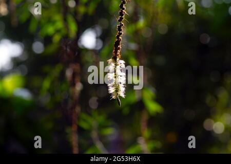 Melaleuca cajuputi fleurs et une abeille, dans un foyer peu profond, avec un arrière-plan flou de bokeh. Banque D'Images