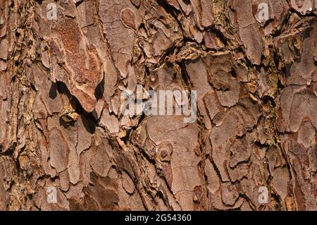 La surface d'une ancienne écorce d'arbre en acajou (Swietenia mahagoni) pour le fond naturel Banque D'Images