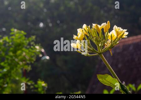 La fleur de Kamboja (Plumeria), un genre de plantes à fleurs de la famille des Apocynacées Banque D'Images