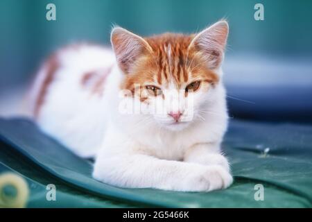 Un petit chaton blanc-rouge en été se trouve dans la cour Banque D'Images