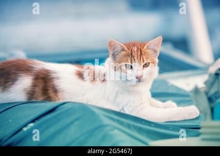 Un petit chaton blanc-rouge en été se trouve dans la cour Banque D'Images