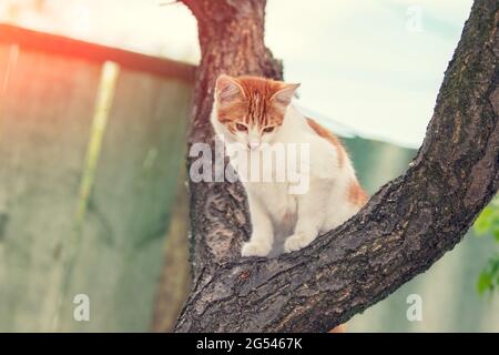 Un petit chaton blanc-rouge est assis sur un arbre dans une cour d'été Banque D'Images