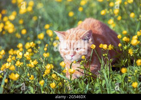 Petit chaton au gingembre couché sur la pelouse de fleur. Le chat profite du printemps Banque D'Images