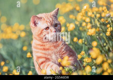 Petit chaton au gingembre assis sur la pelouse de fleur. Le chat profite du printemps Banque D'Images