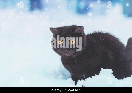 Petit chaton britannique de shorthair marron assis à l'extérieur en hiver. Le chat est assis dans la neige profonde à blizzard Banque D'Images