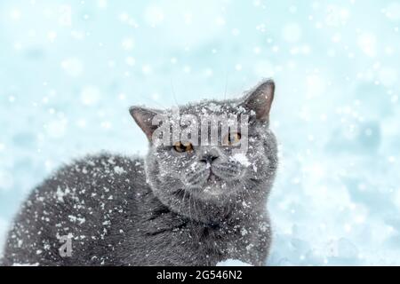 Blue British Shorthair chat assis à l'extérieur en hiver. Le chat est assis dans la neige profonde à blizzard Banque D'Images