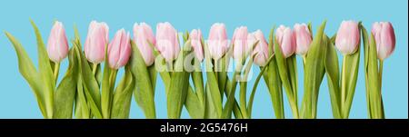 Rangée de tulipes rose tendre. Isolé sur couleur cyan pastel. Banque D'Images