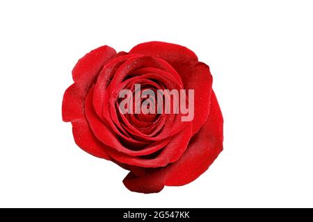 Bouton de rose rouge avec gouttes de rosée isolées sur blanc. Vue de dessus. Banque D'Images