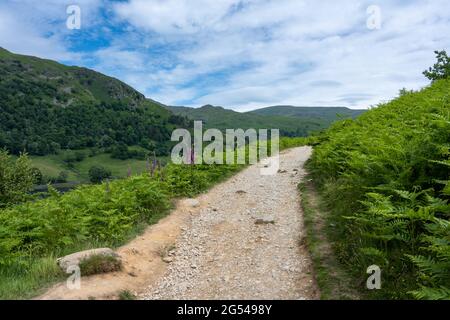 Un Foxglove sauvage fleurit à côté d'un chemin de gravier qui s'enchaîne dans les collines surplombant Rydal Water dans le district des lacs anglais. Banque D'Images