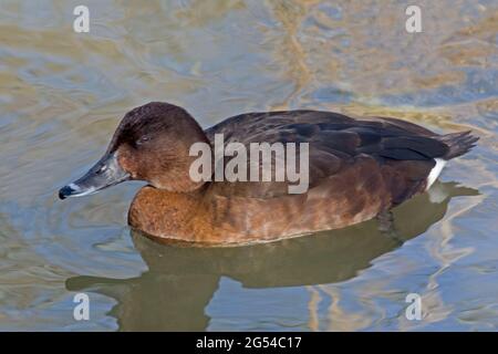 Une tête dure femelle ou un canard à yeux blancs, Aythya australis Banque D'Images