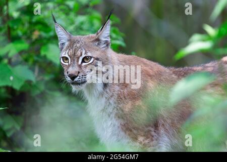 Lynx ou Bobcat Felis lynx en vue rapprochée Banque D'Images