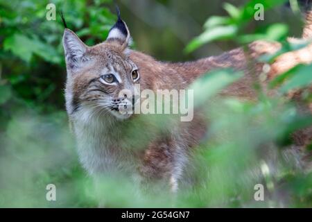 Lynx ou Bobcat Felis lynx en vue rapprochée Banque D'Images