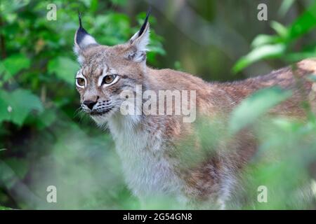 Lynx ou Bobcat Felis lynx en vue rapprochée Banque D'Images