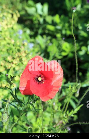 Coquelicot rouge dans le cimetière de l'église Saint Andrew à Wickhambreaux, Canterbury, Kent, Angleterre, Royaume-Uni Banque D'Images